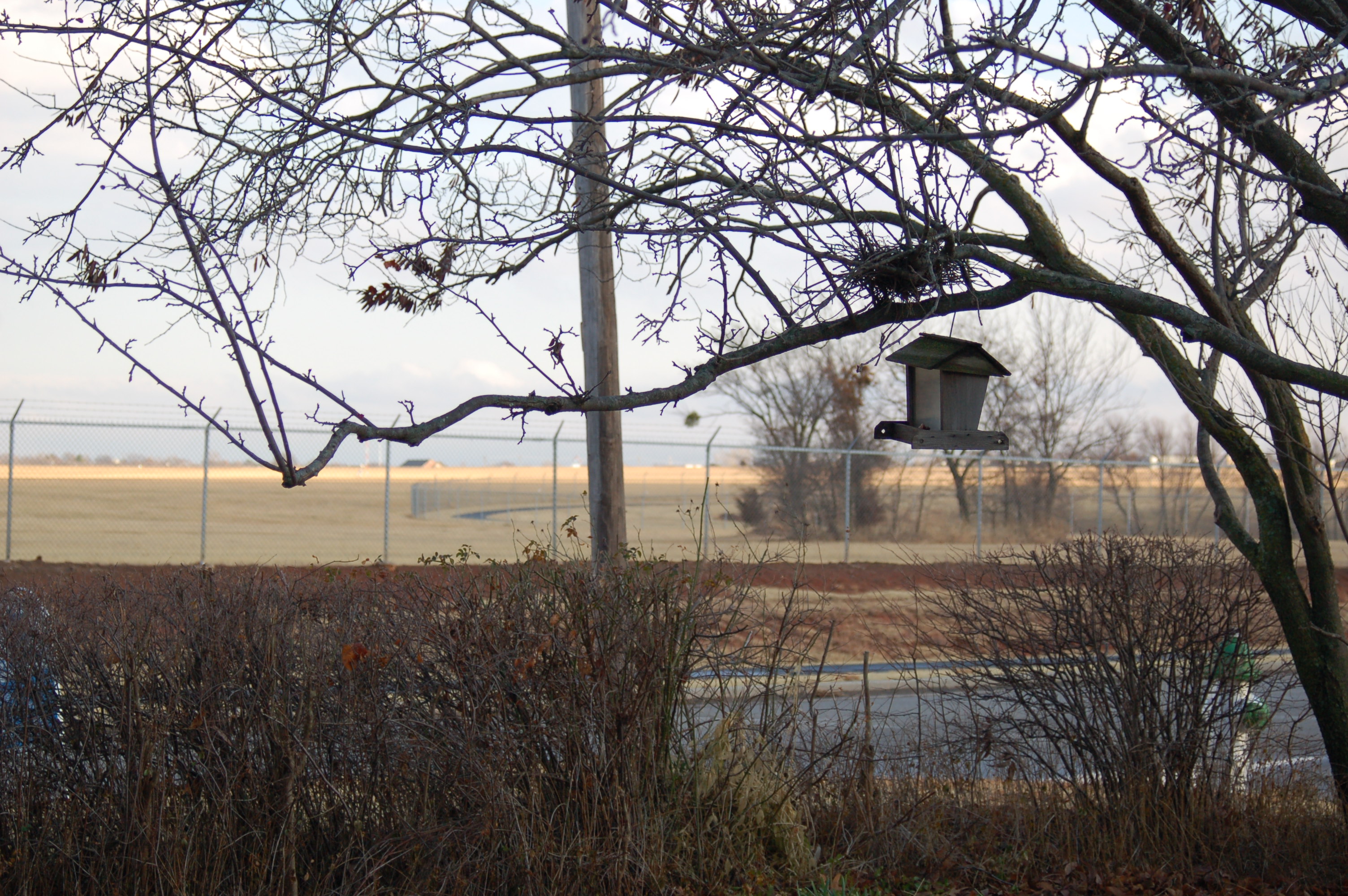 crabapple tree with nest and birdfeeder