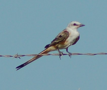Scissor-tailed Flycatcher